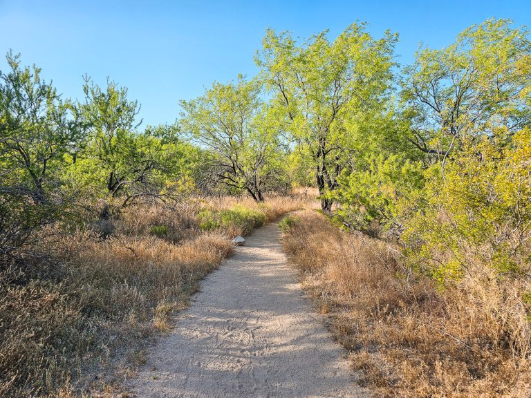 Your Perfect Saguaro National Park Itinerary For 1-2 Days