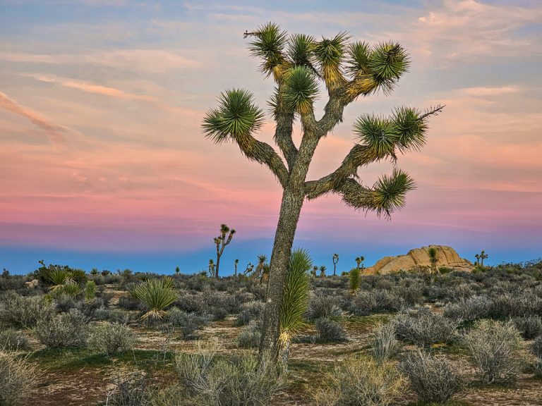 13 Fantastic Nature Walks, Views, and Hikes to Do in Joshua Tree National Park